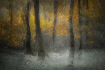 Dancing Trees Wall Mural