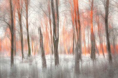 Evening Light Wall Mural